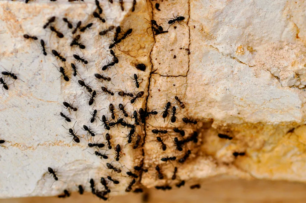 Dozens of small black ants crawling along a dark crack in a pale weathered stone wall