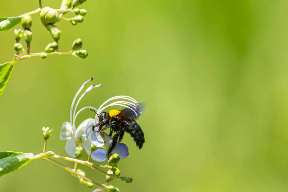 Large black bee with an orange thorax patch clinging to pale blue flowers