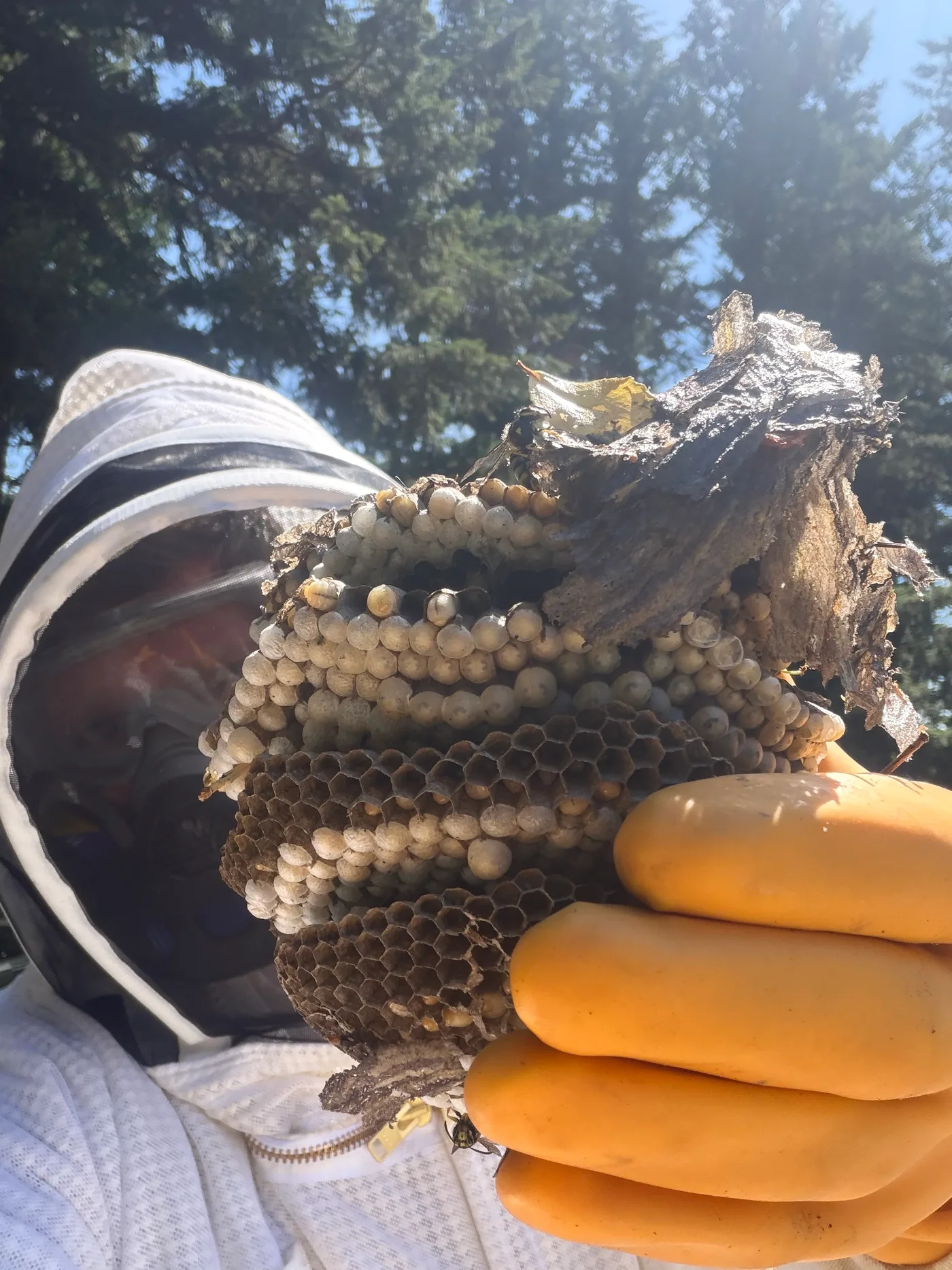 Sam The Bee Man in a bee suit holding a removed wasp nest with exposed comb
