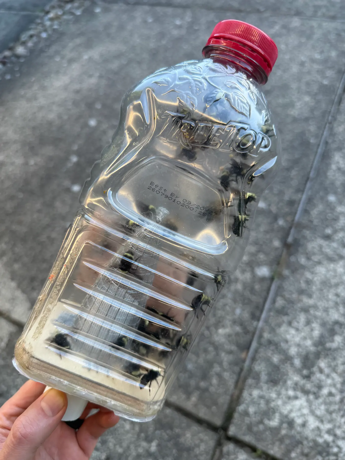 Clear bottle held in hand containing live fuzzy black and yellow bumble bees collected for relocation
