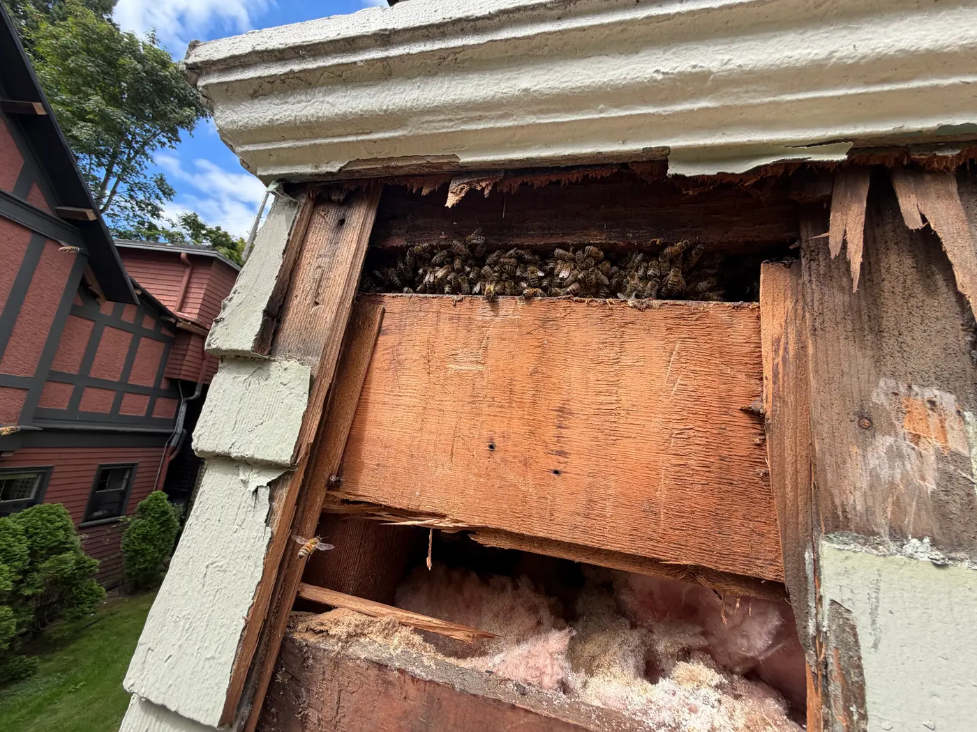 Honey Bees clustered inside an opened exterior wall cavity below the roof trim during a live honey bee removal in the Portland, Oregon area