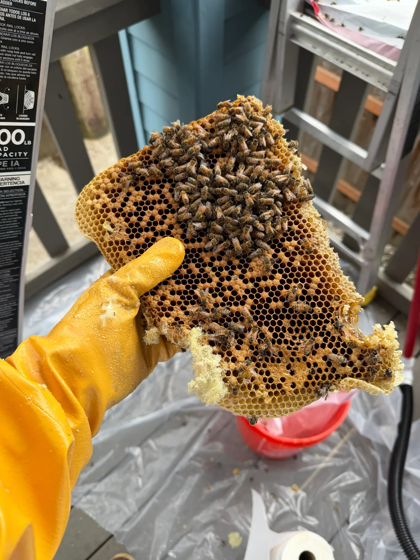 Gloved hand holding a slab of honey bee comb still covered in clustered bees during a honey bee colony removal