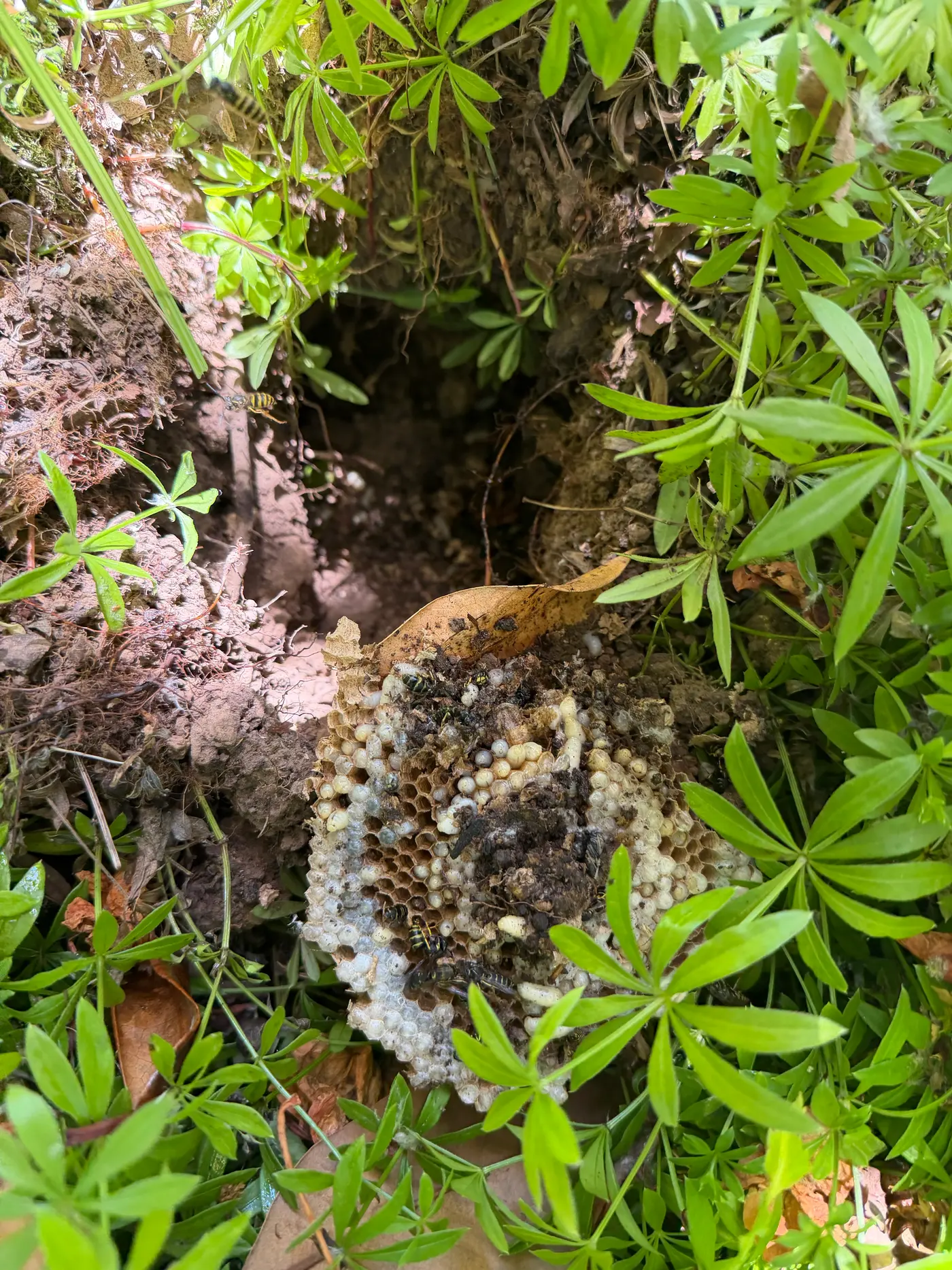Exposed yellow jacket nest comb with larvae in a dirt ground cavity surrounded by green plants